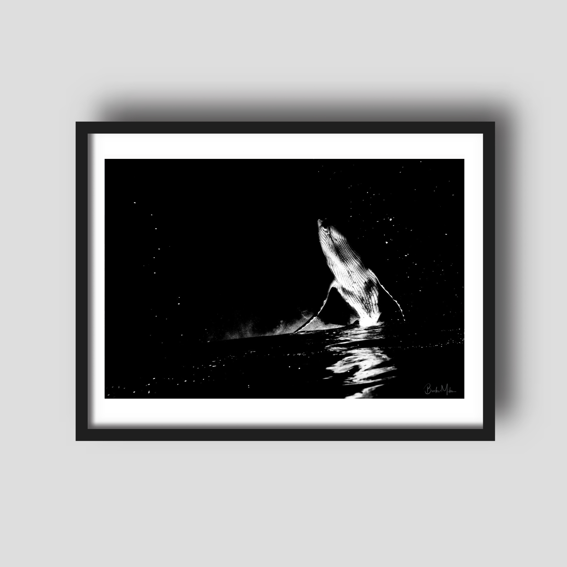 Stargazer - Black and White Humpback Whale Print