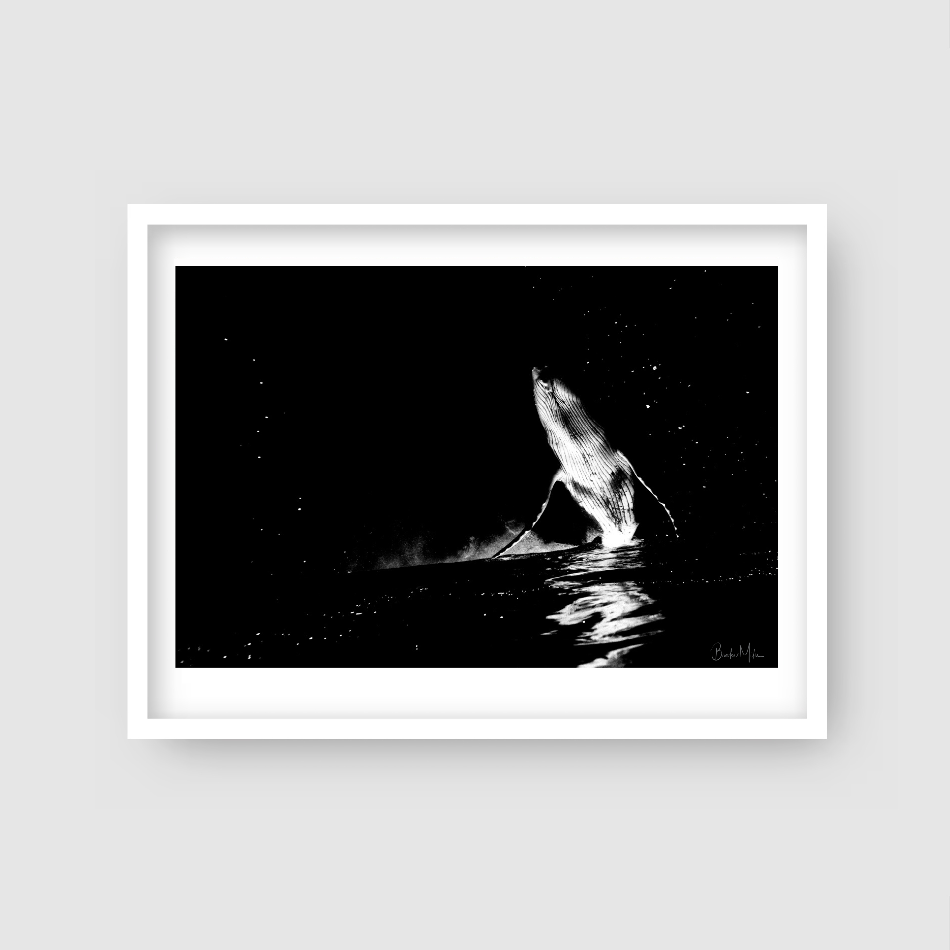 Stargazer - Black and White Humpback Whale Print