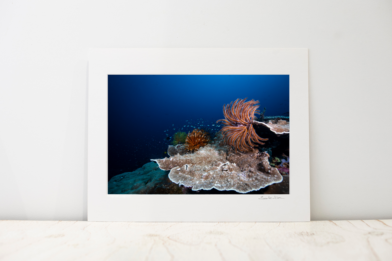 Photo Mount - 'Stars of the Deep'