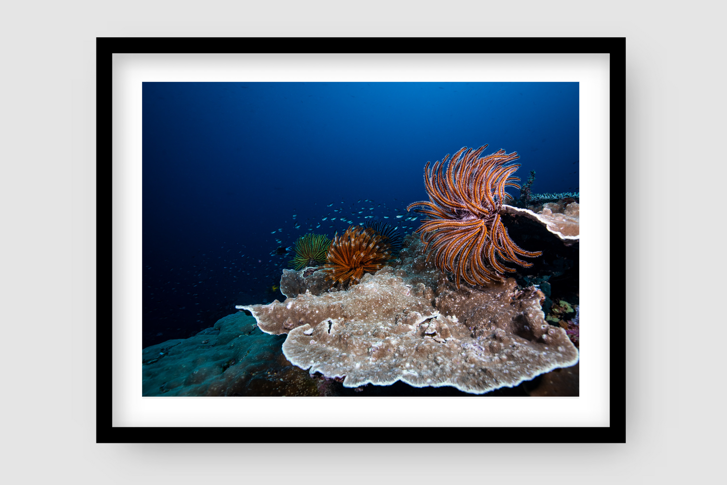 Stars of the Deep