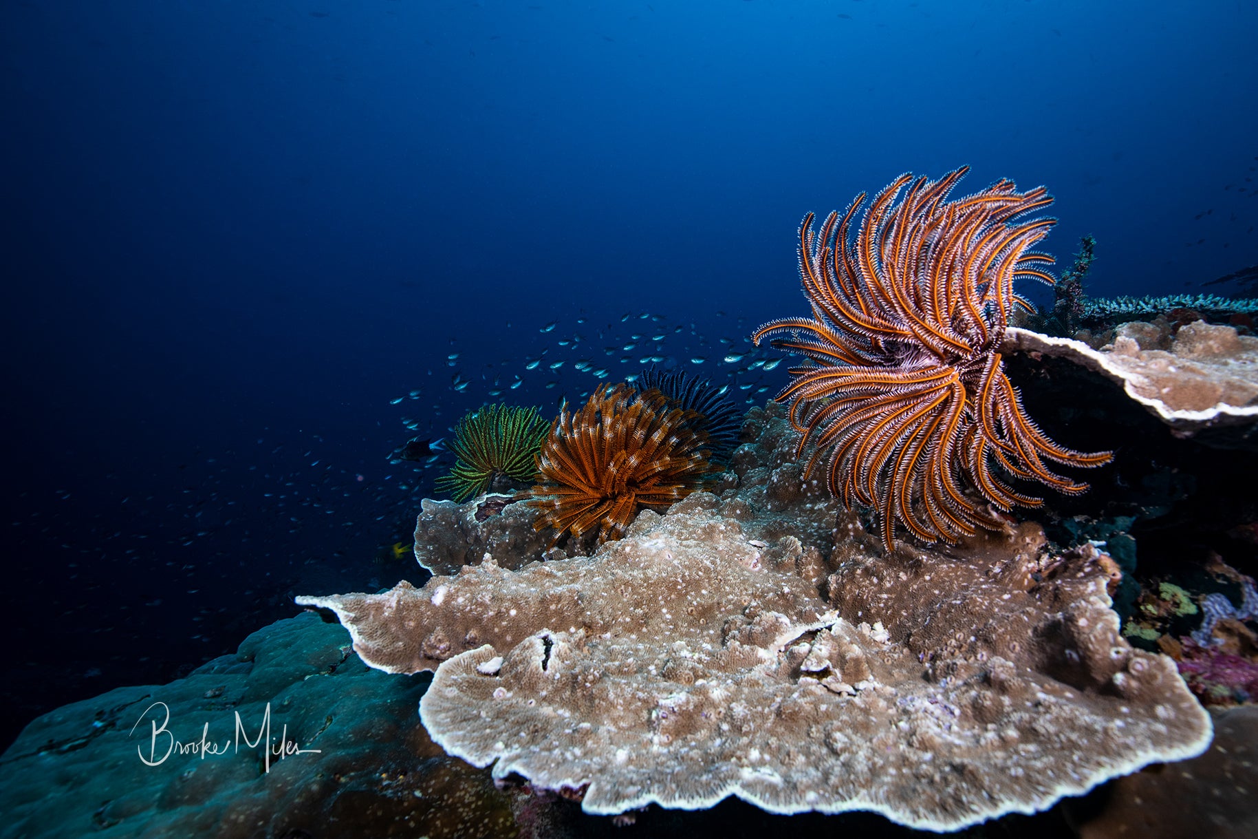 Stars of the Deep - Underwater Reef Print