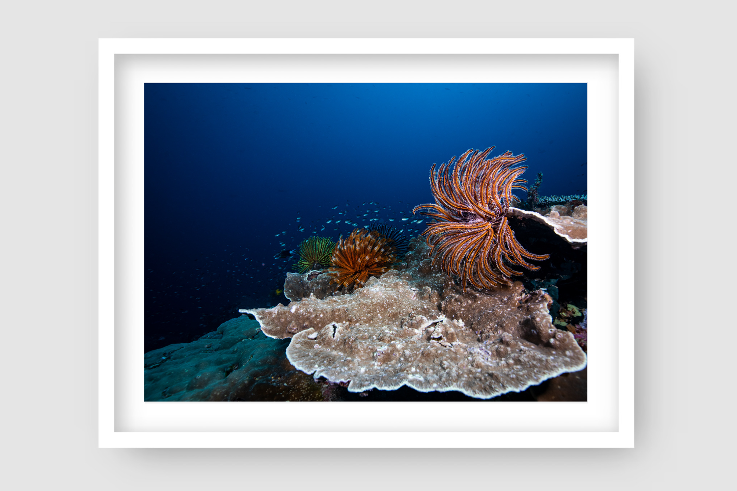 Stars of the Deep