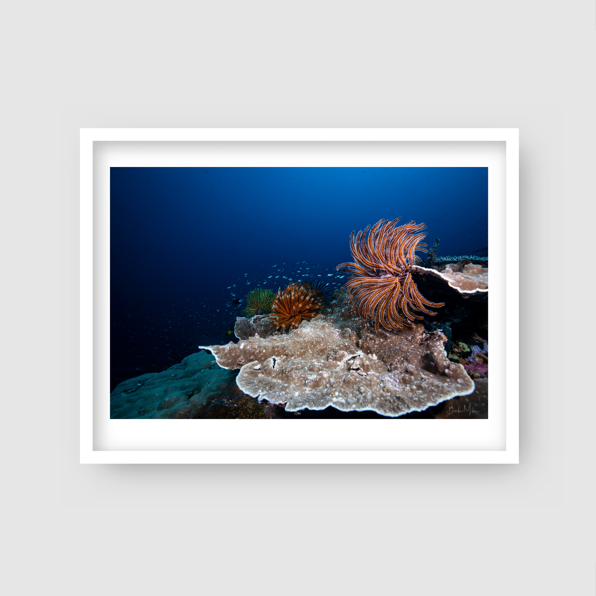 Stars of the Deep - Underwater Reef Print