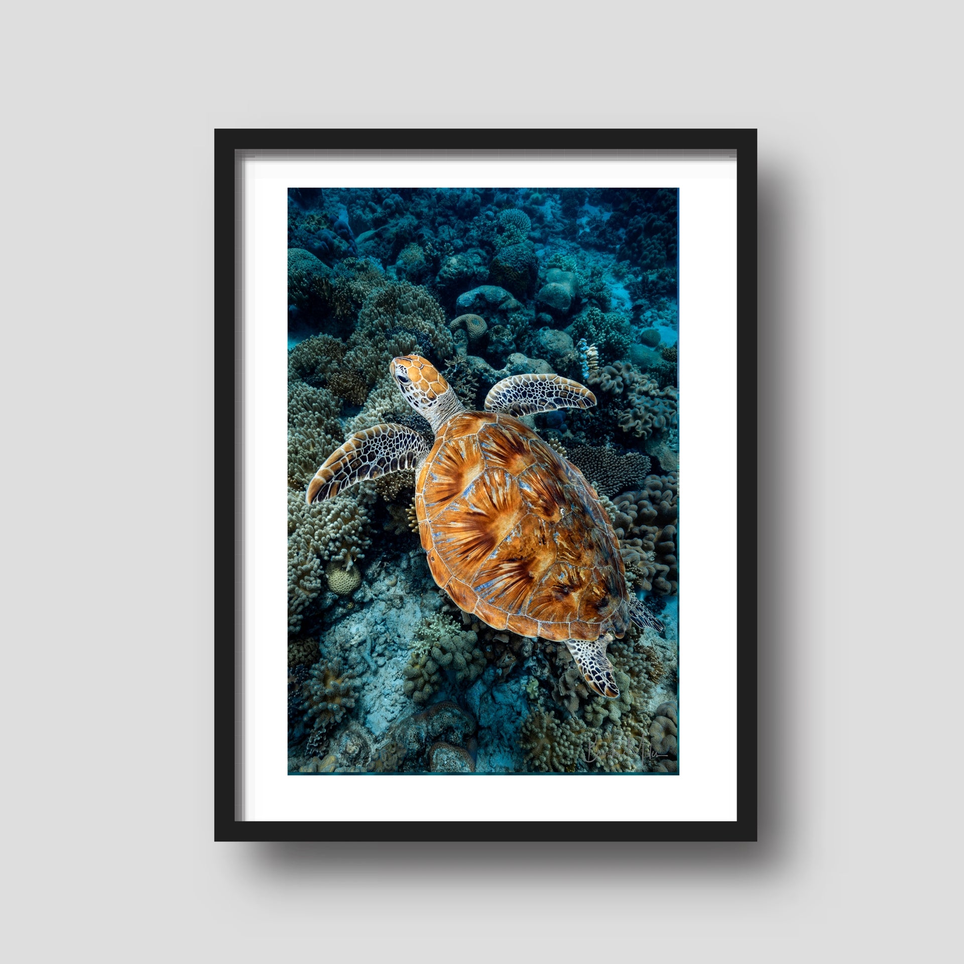 Striker - Turtle Print