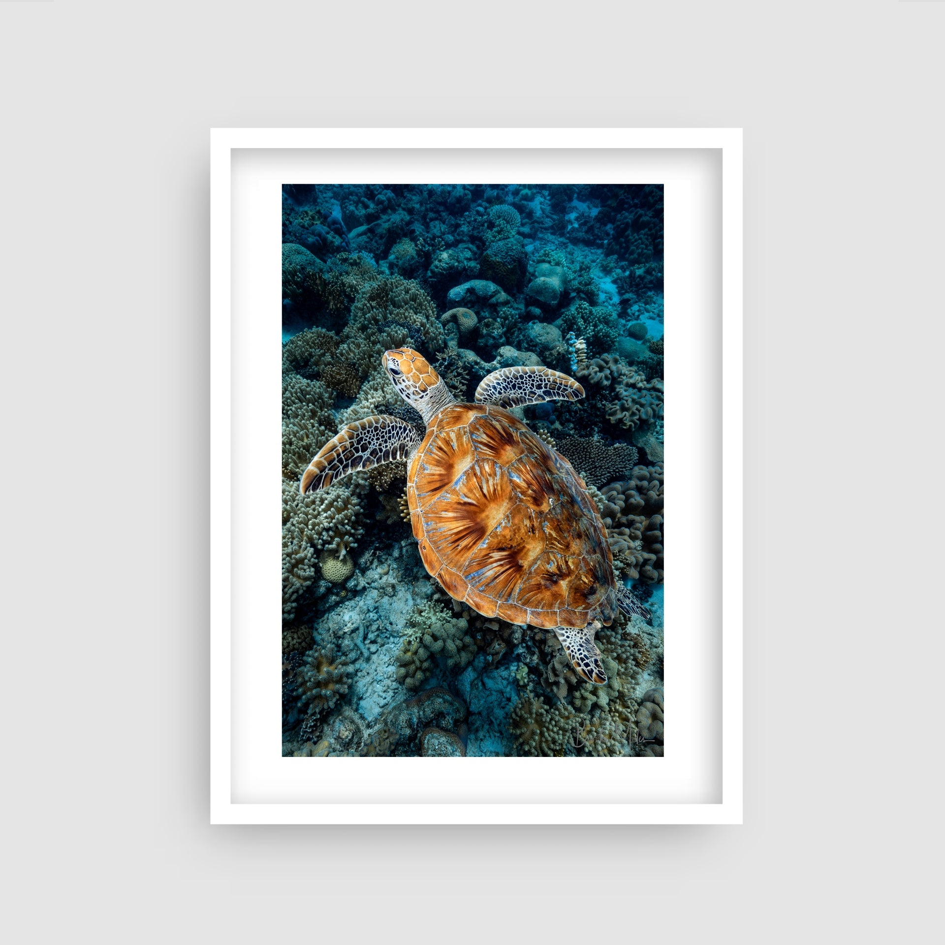 Striker - Turtle Print