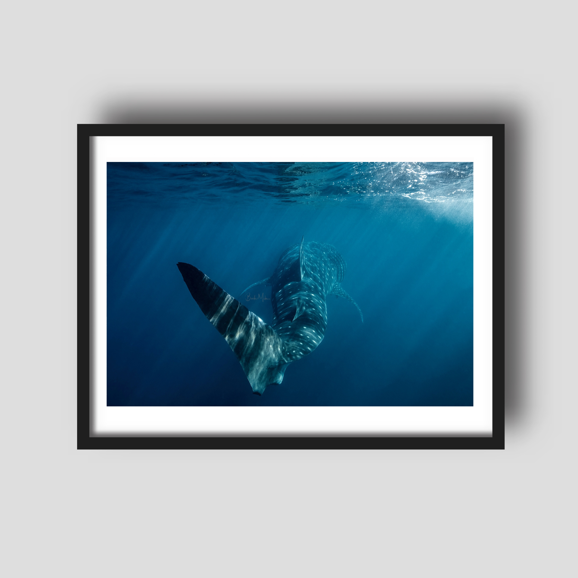 Swagger - Whale Shark Print