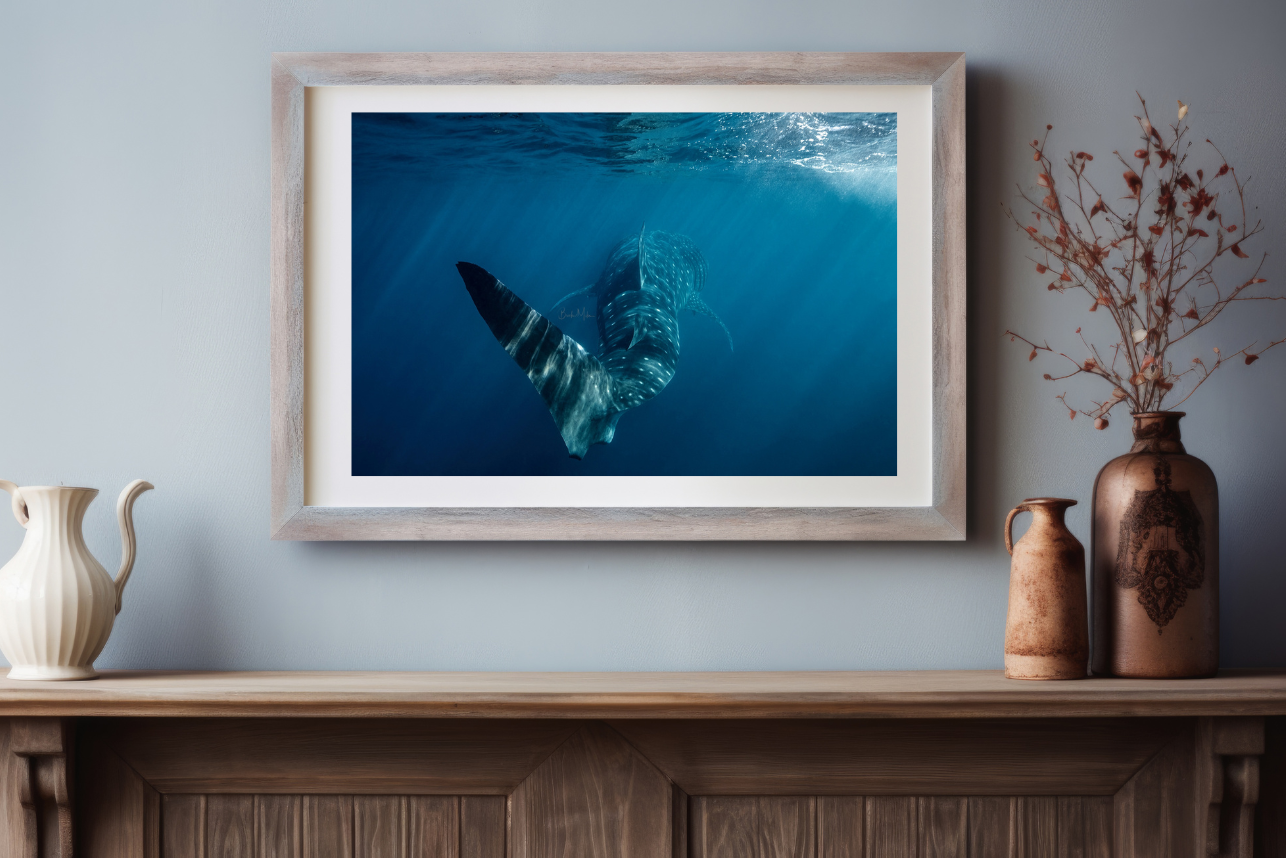 Swagger - Whale Shark Print