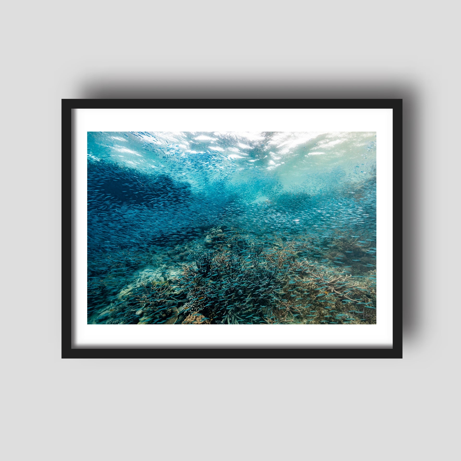Swarm - Fish Print