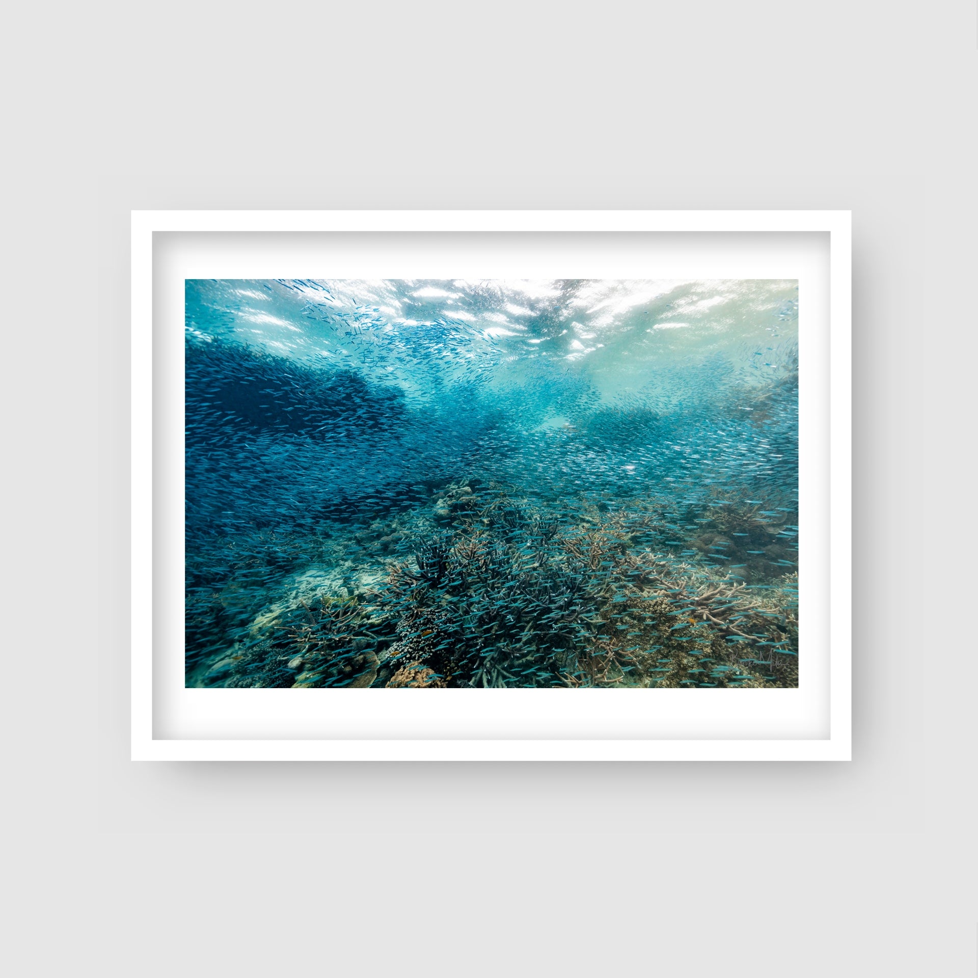 Swarm - Fish Print