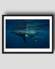 Swim School - Humpback Whale Print