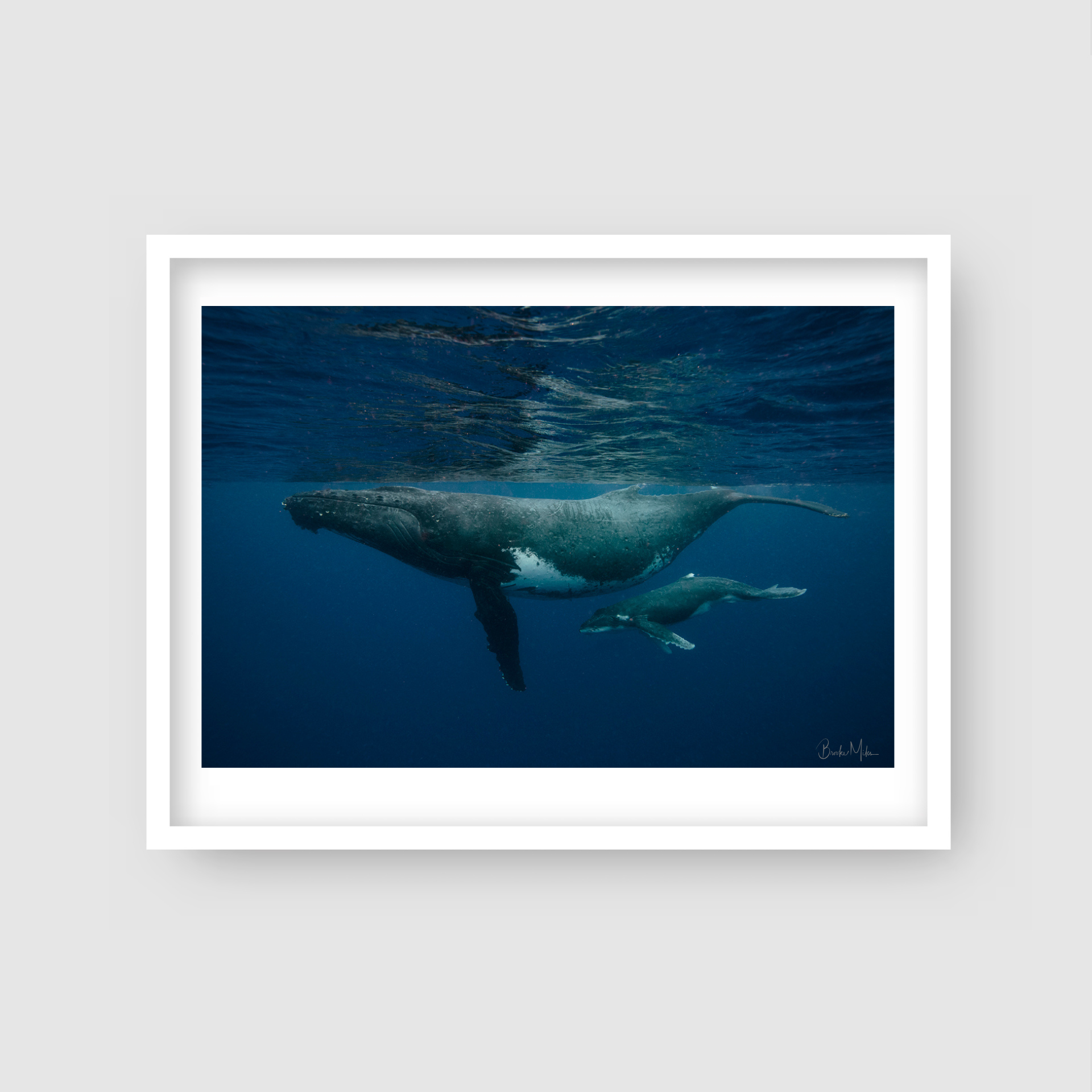 Swim School - Humpback Whale Print