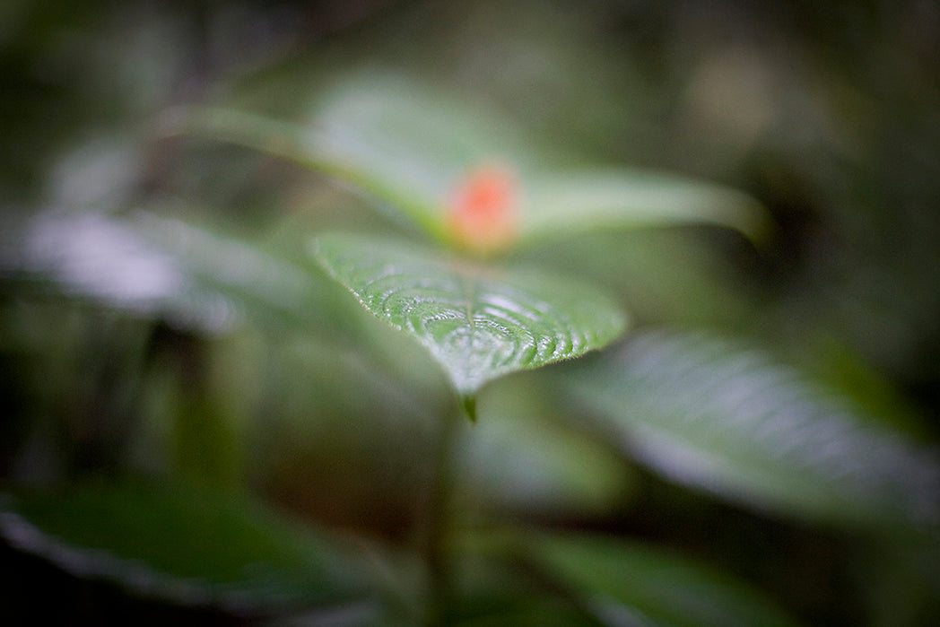 Symmetry - Rainforest Print