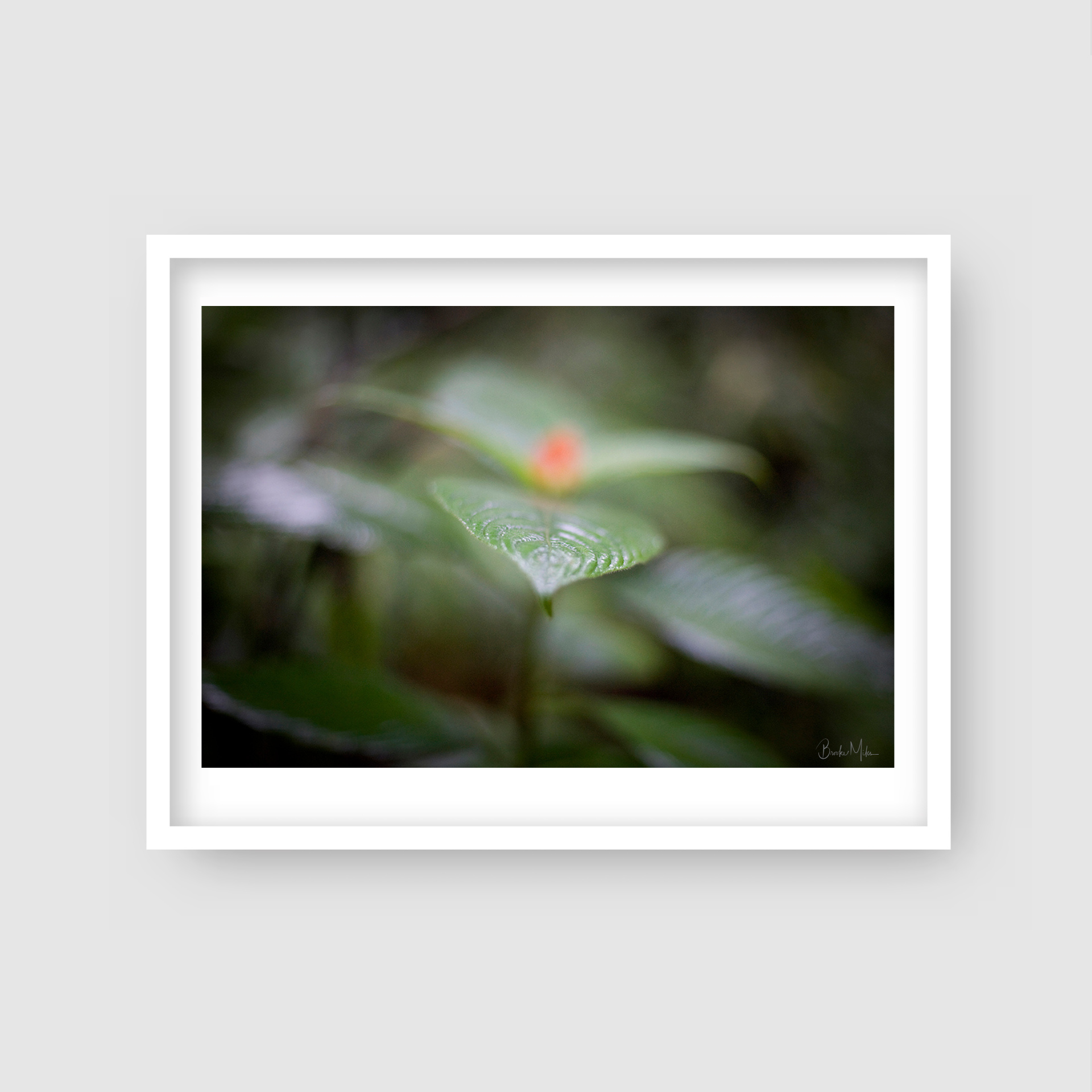 Symmetry - Rainforest Print