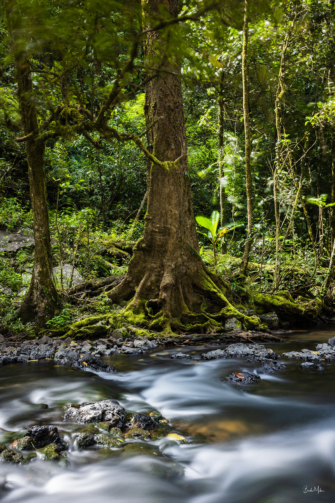 Time Traces - Waterfall Rainforest Print