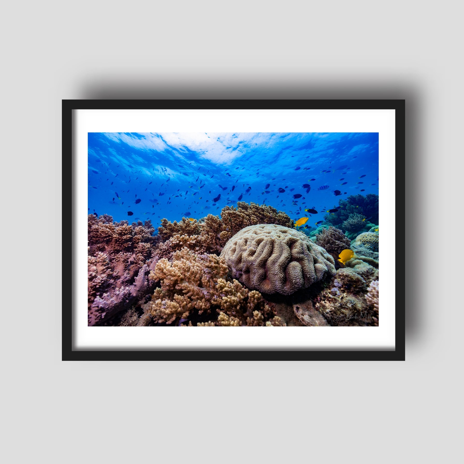 The Aquarium - Underwater Reef Print