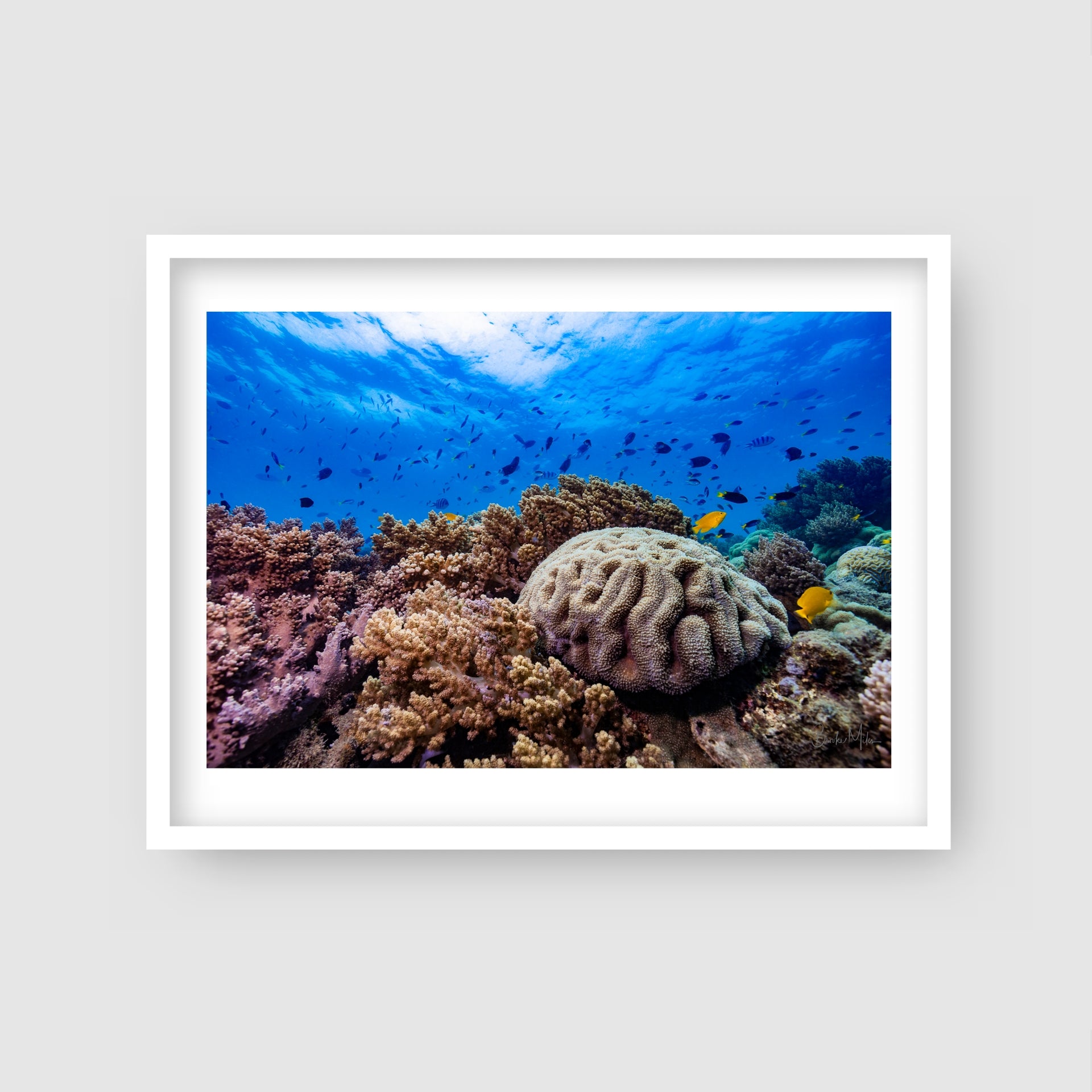 The Aquarium - Underwater Reef Print