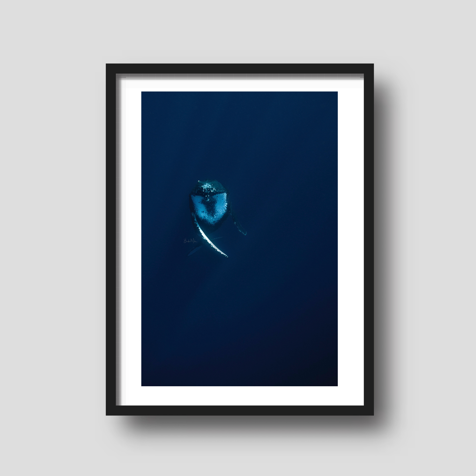 Dancer - Humpback Whale Print