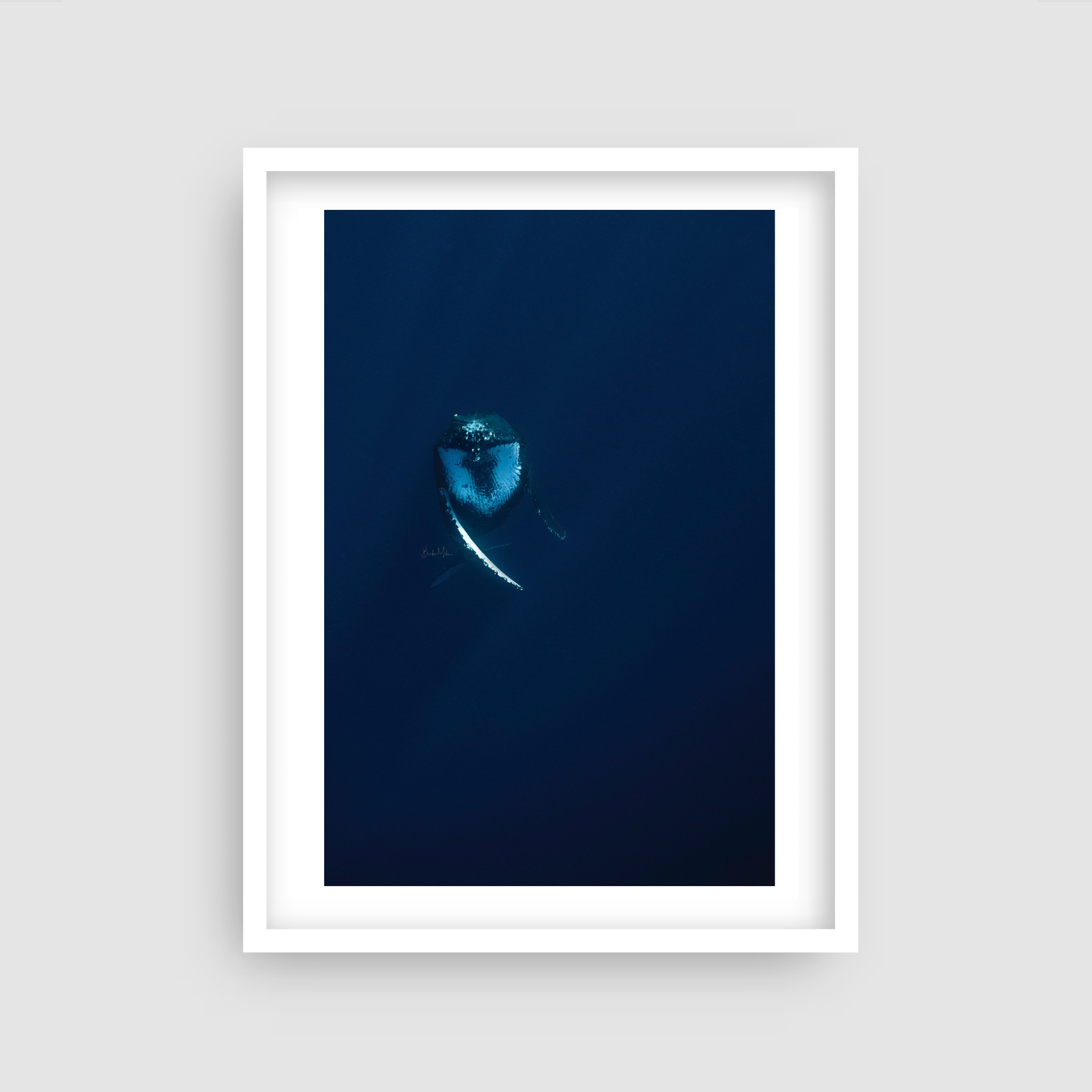 Dancer - Humpback Whale Print