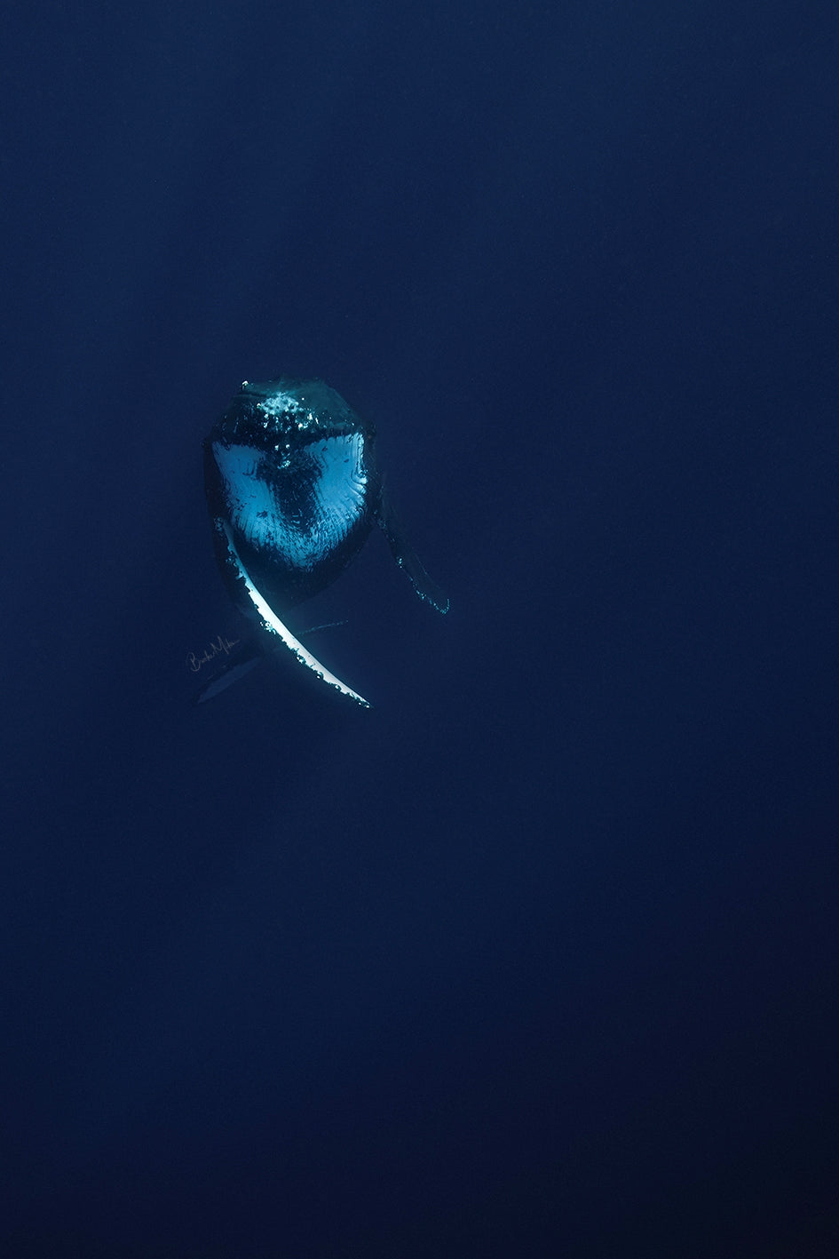 Dancer - Humpback Whale Print