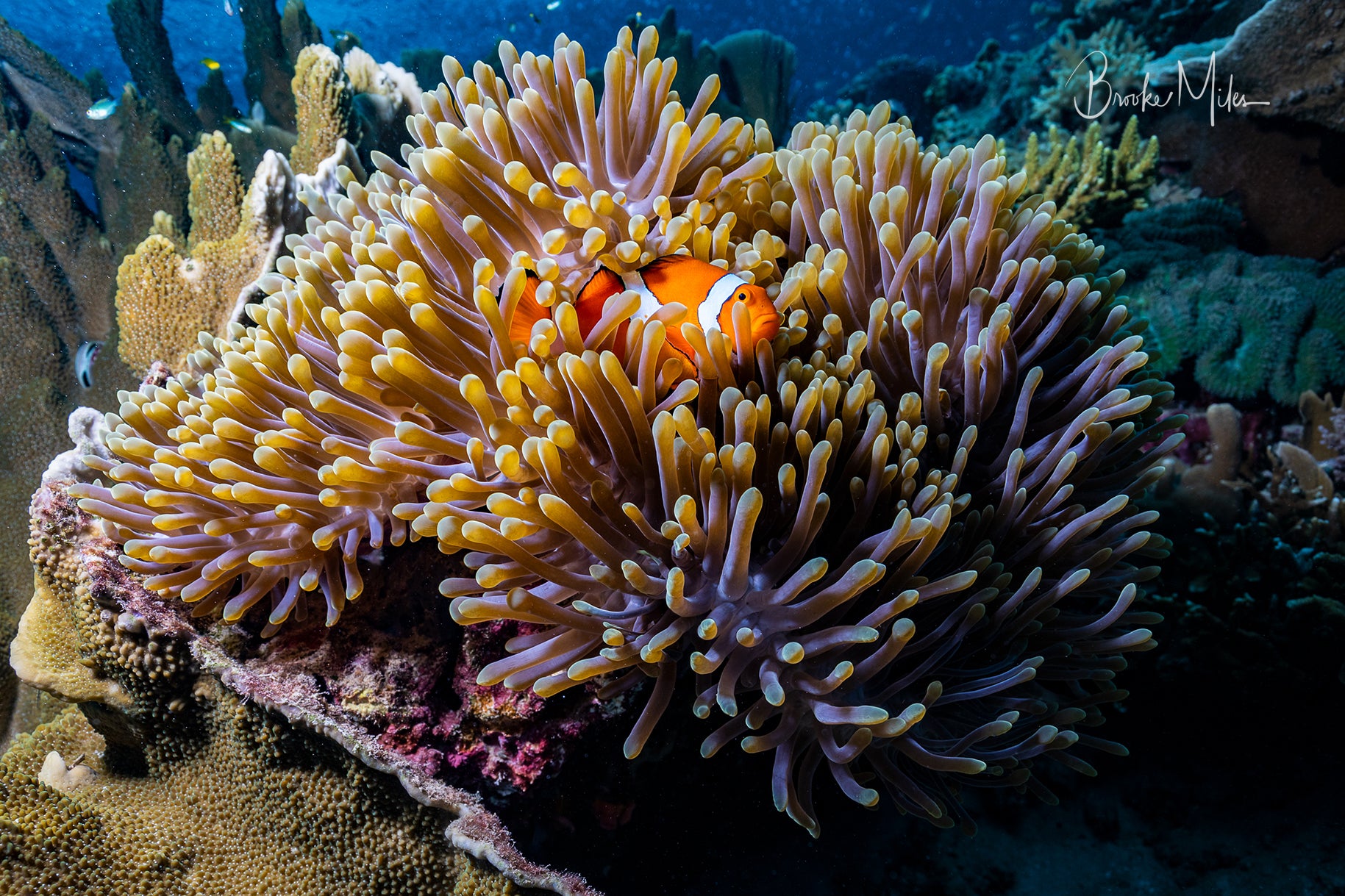 The Keeper - Underwater Reef Print