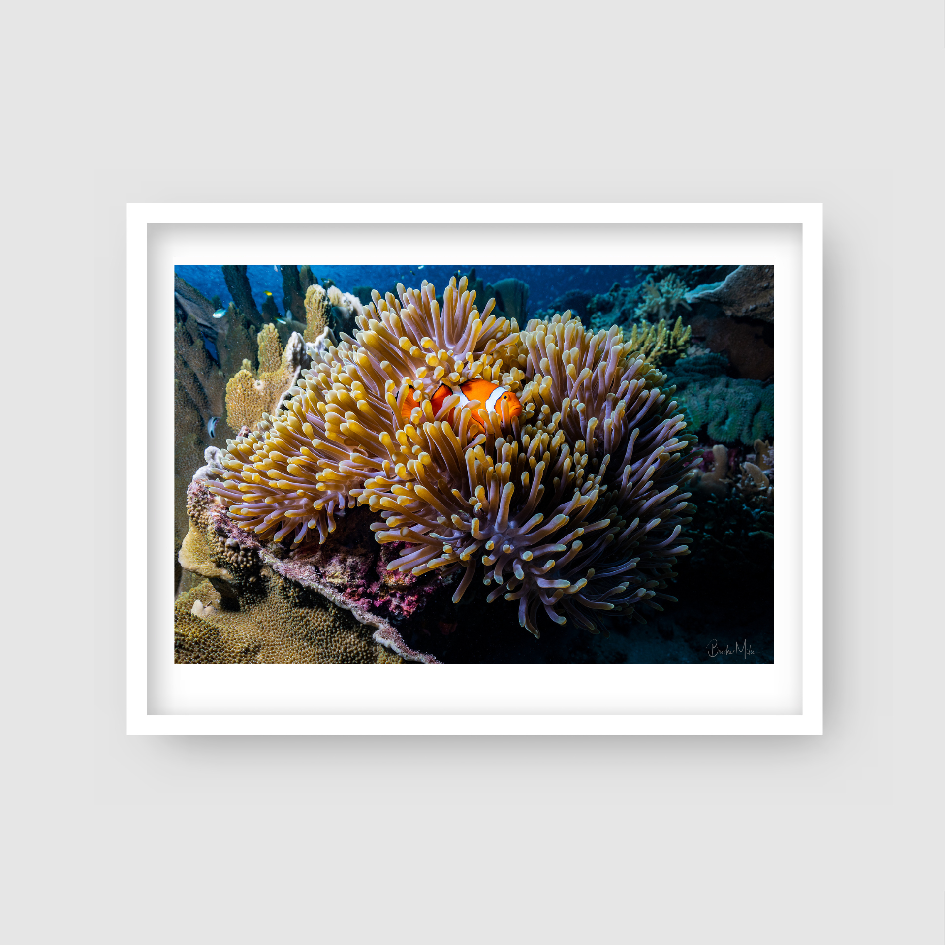 The Keeper - Underwater Reef Print