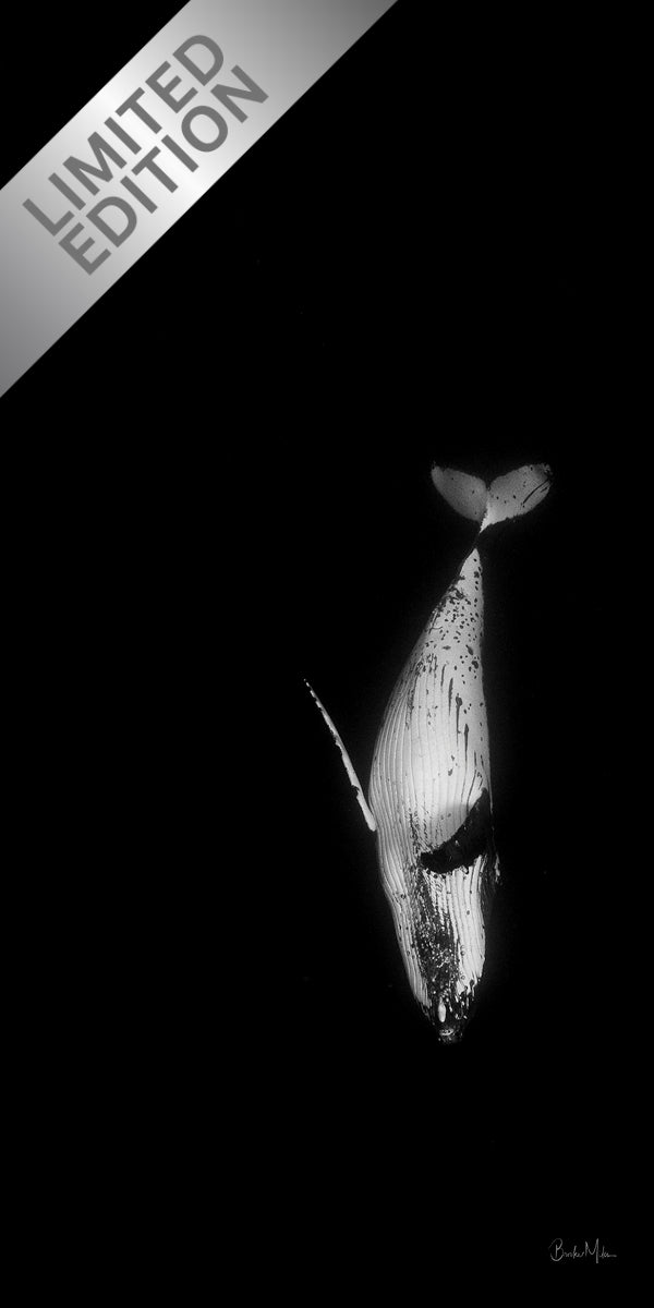 The Dive - Humpback Whale Print