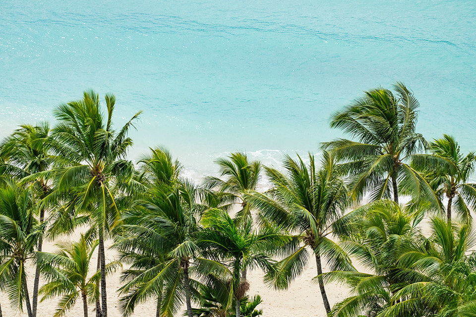 Tropical Escape - Palm Tree Beach Print