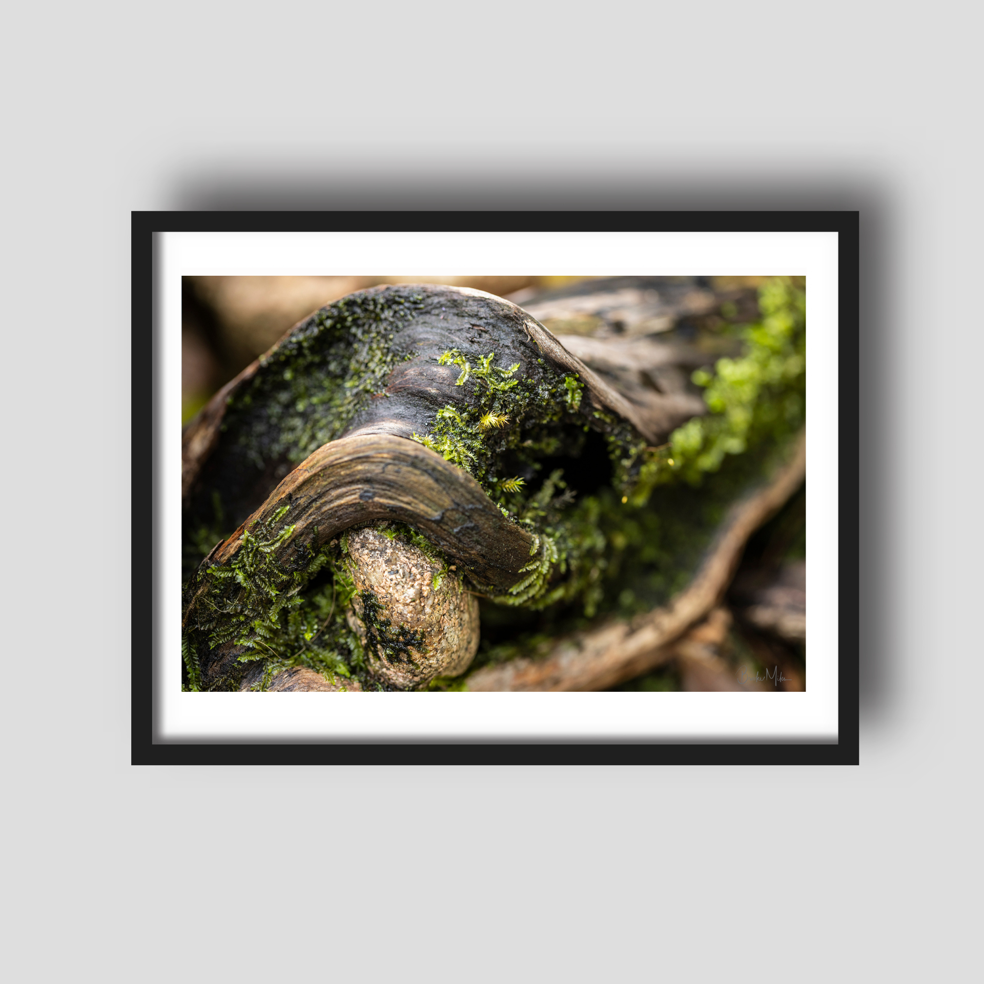 Trunk of Life - Rainforest Print