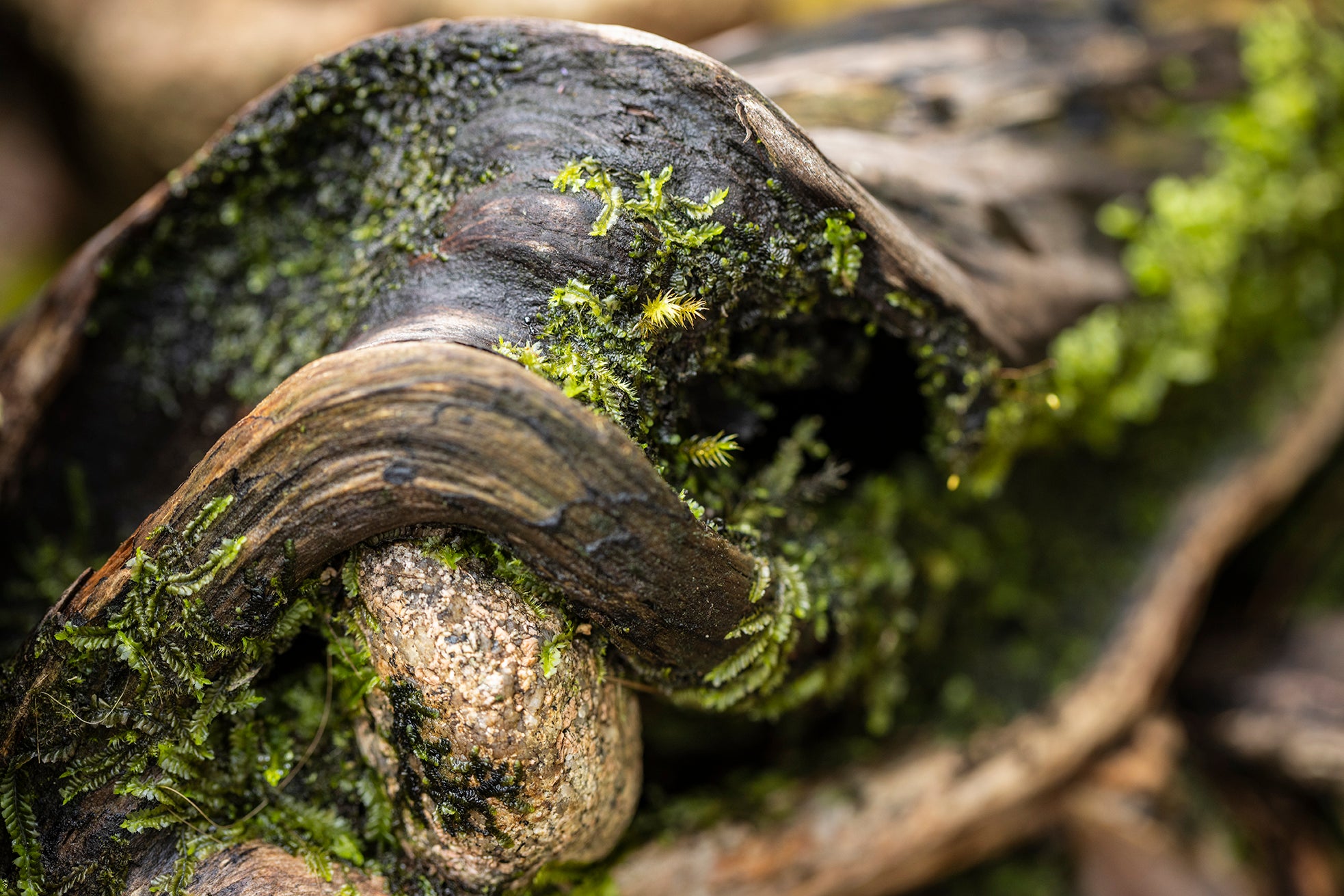 Trunk of Life - Rainforest Print