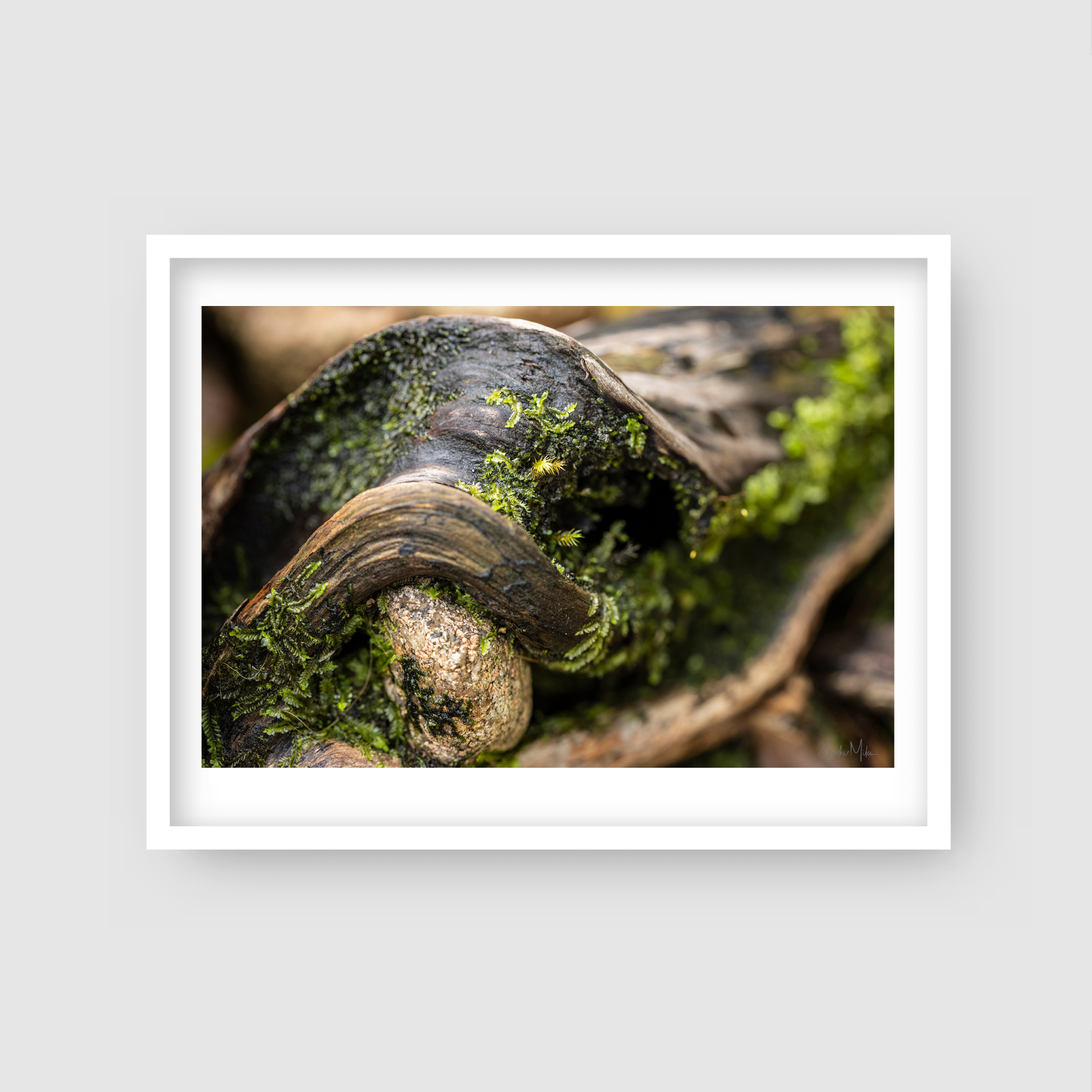 Trunk of Life - Rainforest Print
