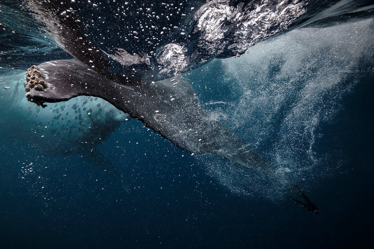 Turbulence - Humpback Whale Print
