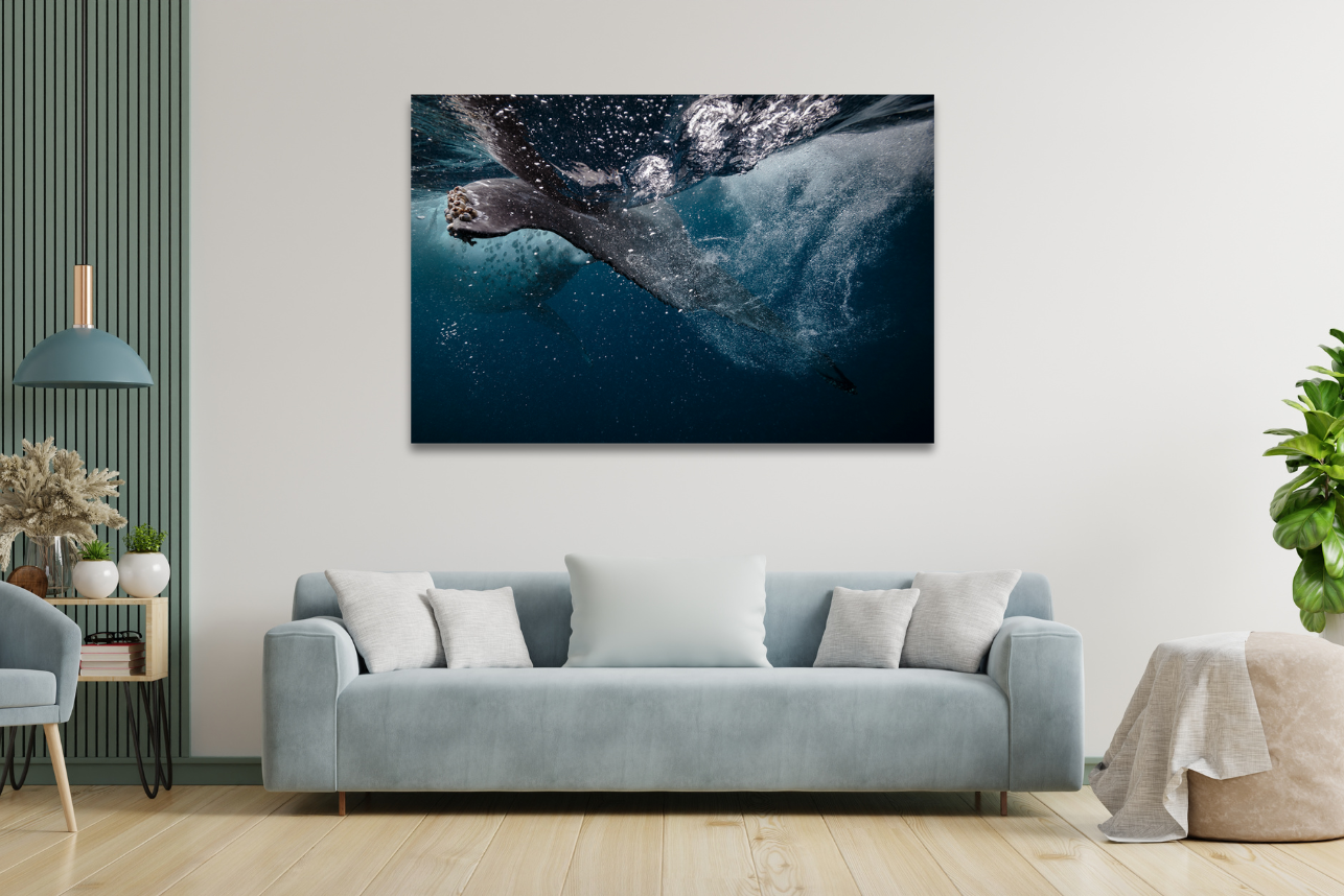 Turbulence - Humpback Whale Print