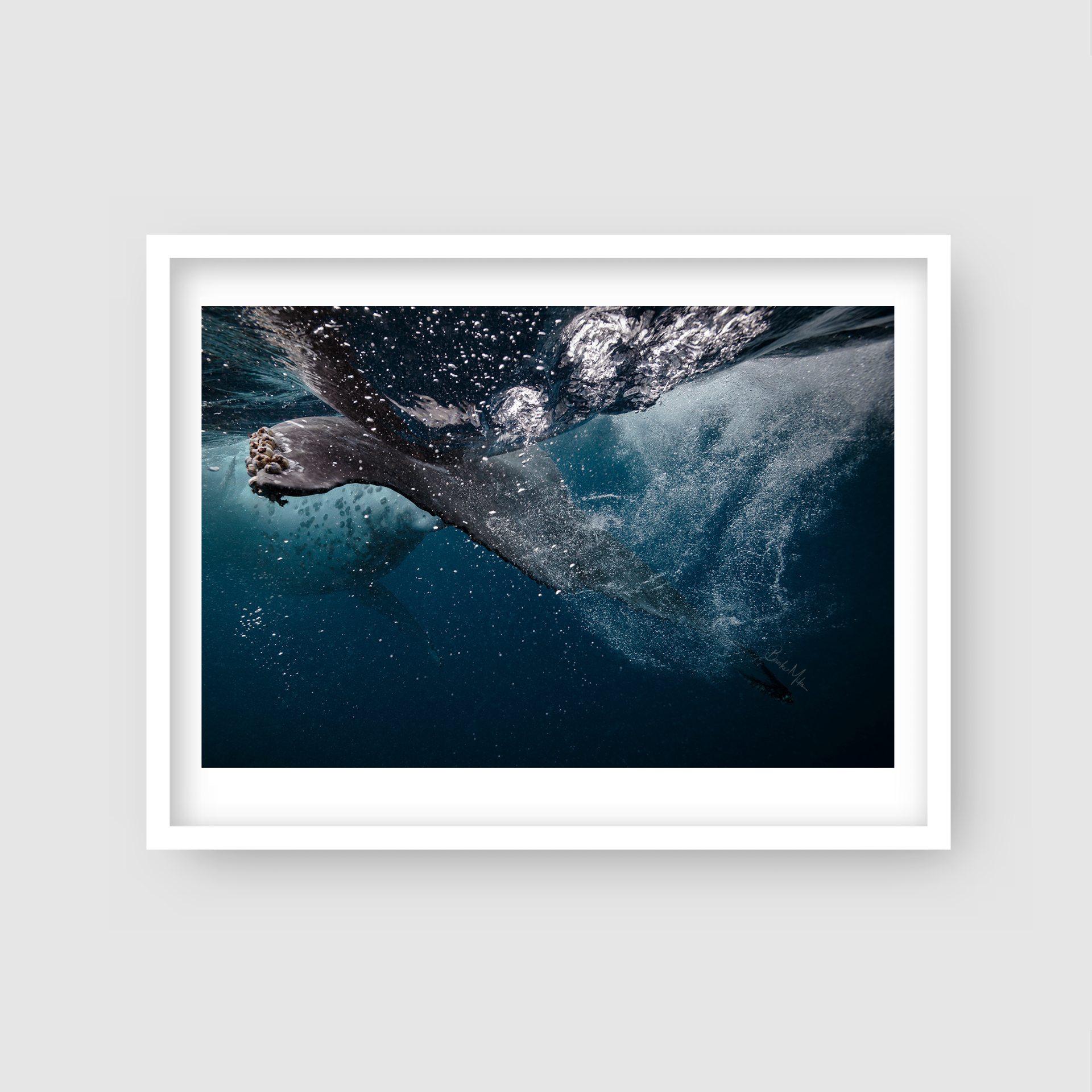 Turbulence - Humpback Whale Print