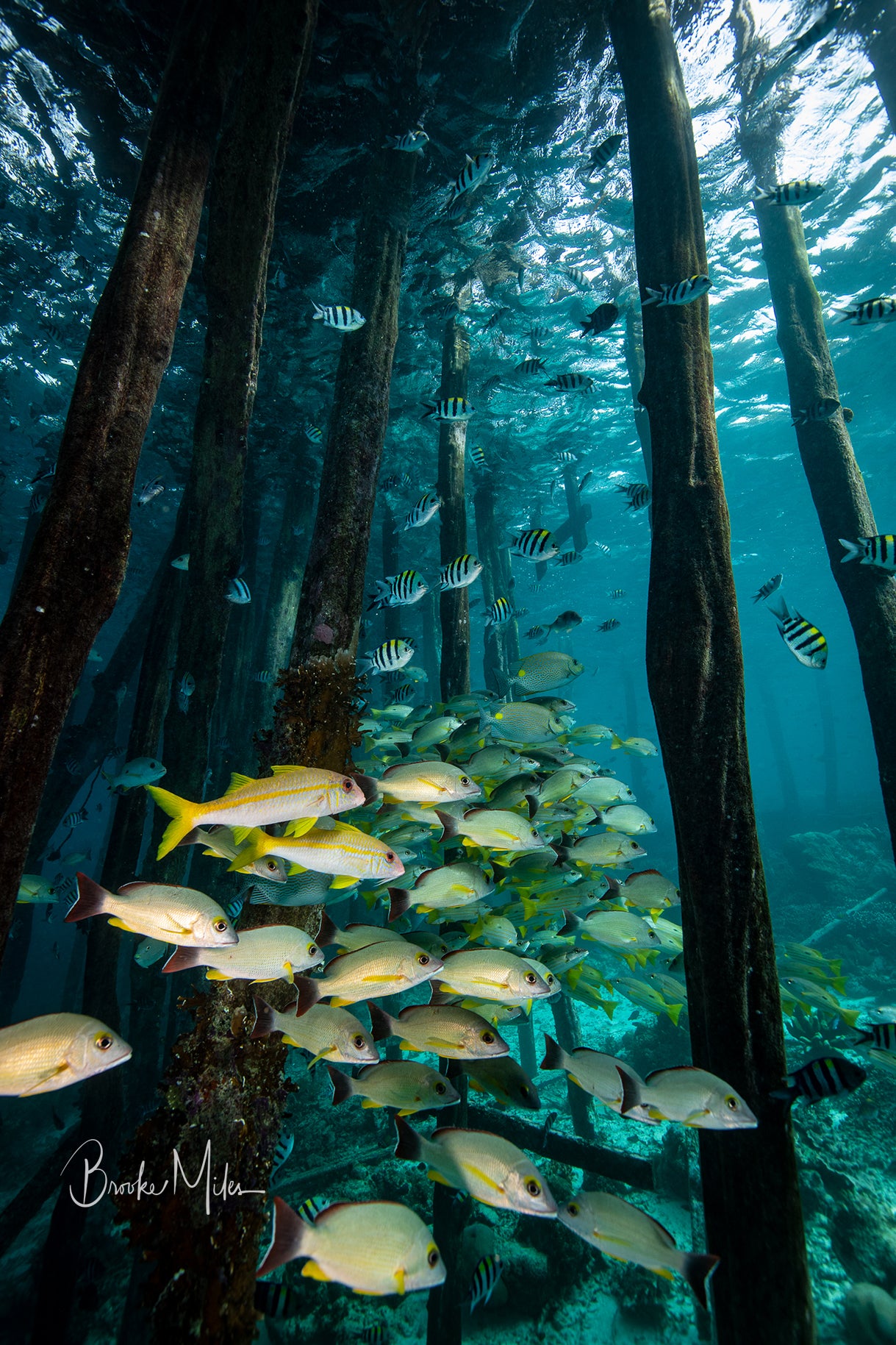 Under the Bridge - Underwater Reef Print