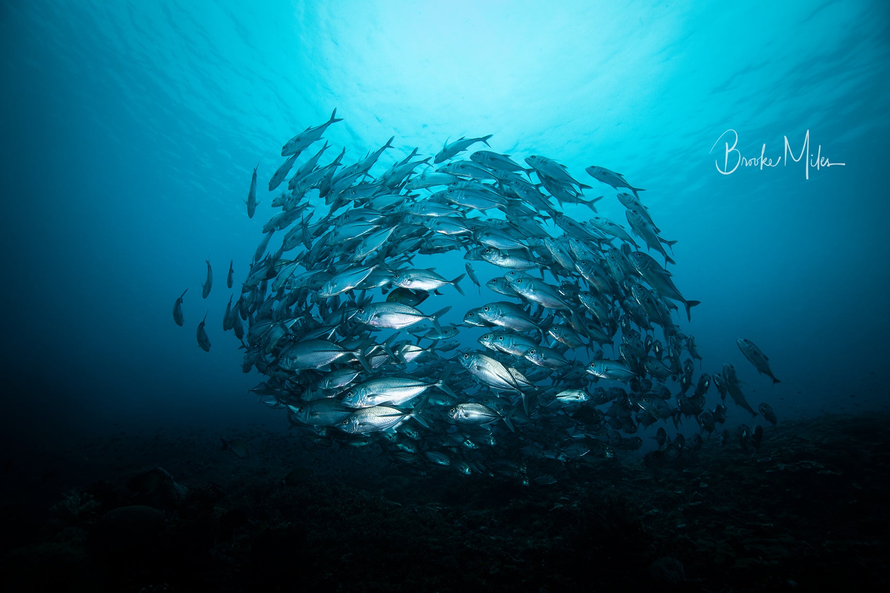 Unity - Underwater Fish Print