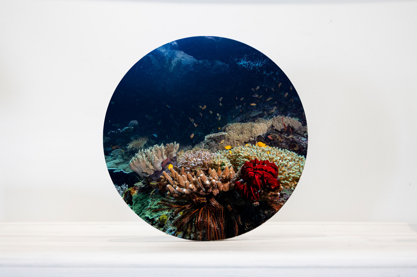 'Fairyland' - Timber Print