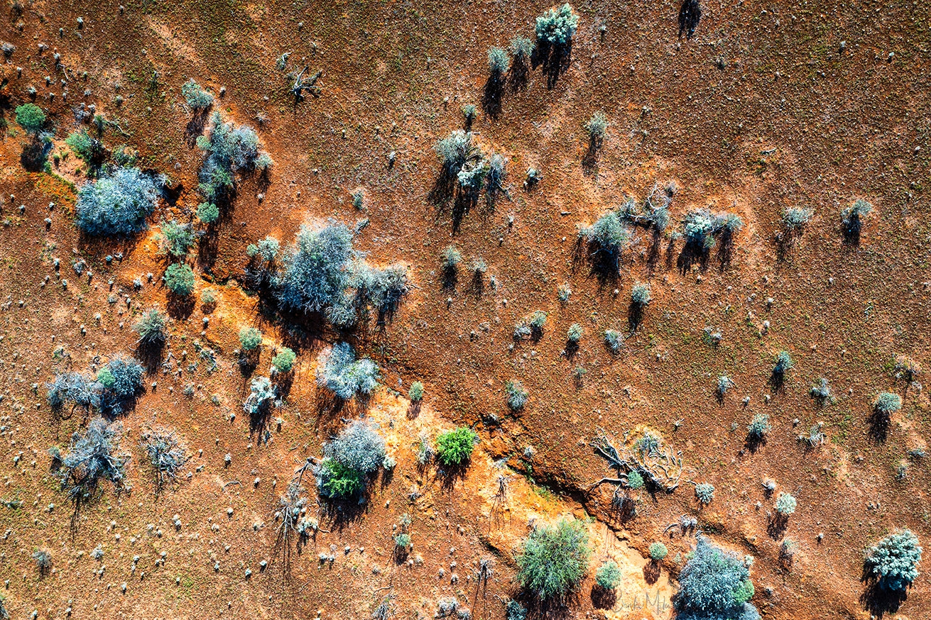 Shrubs - Nature Coastal Print