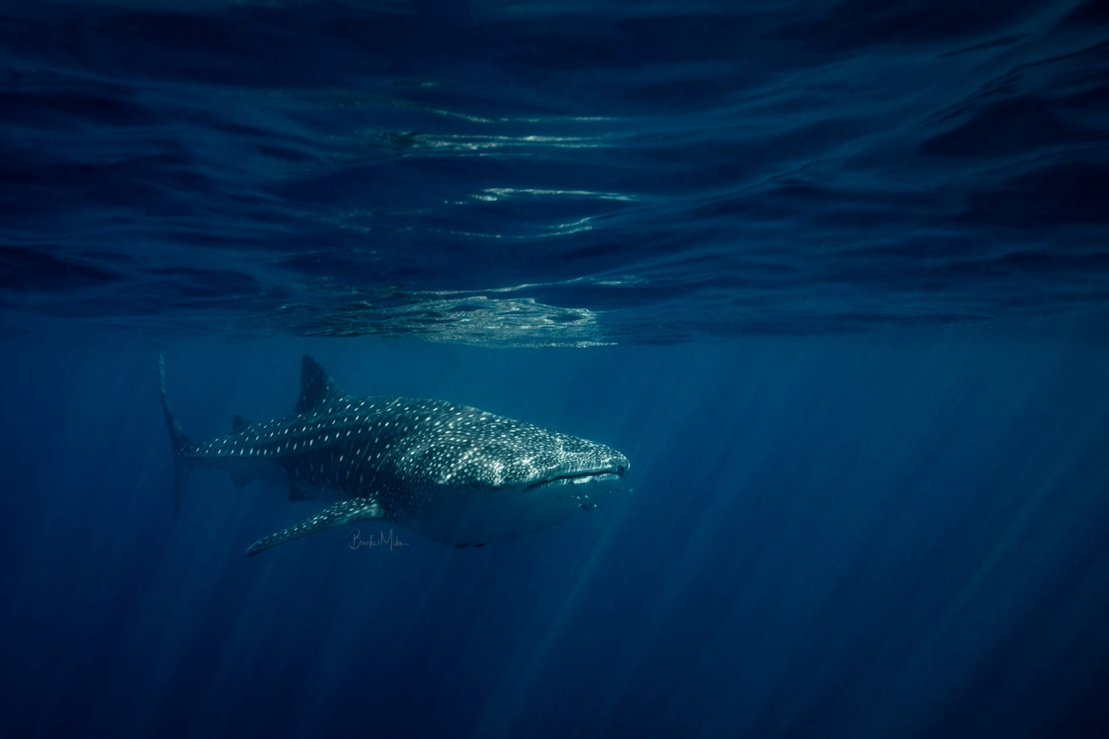Approach - Whale Shark Print