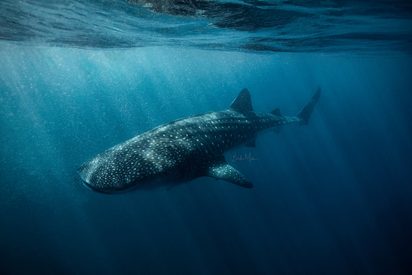Fragility - Whale Shark Print