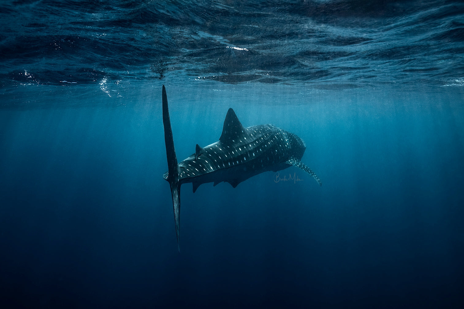 Mandu - Whale Shark Print
