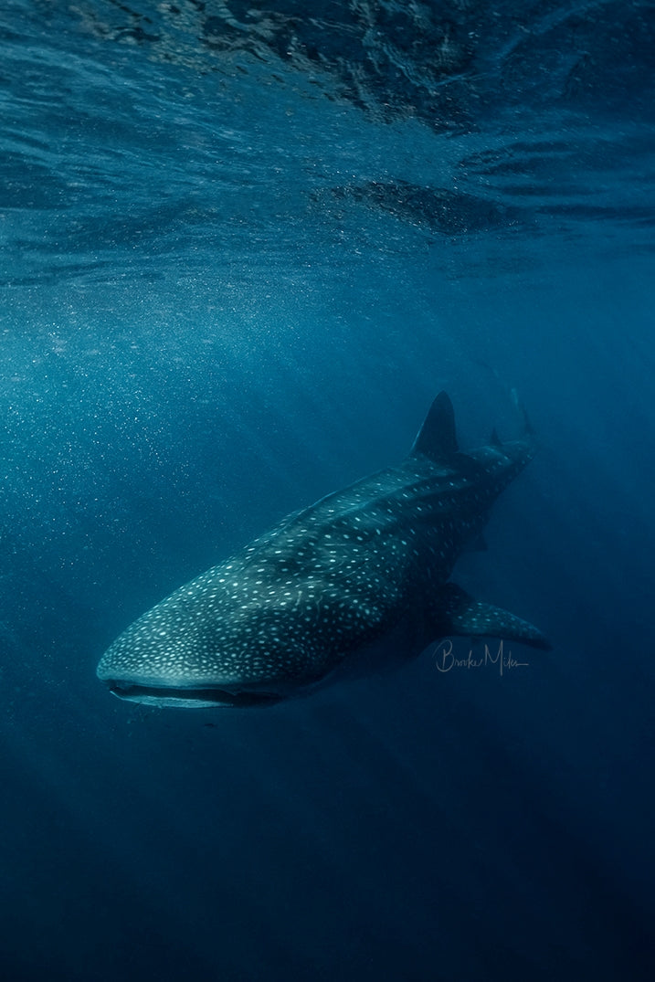 Ridgeback - Whale Shark Print