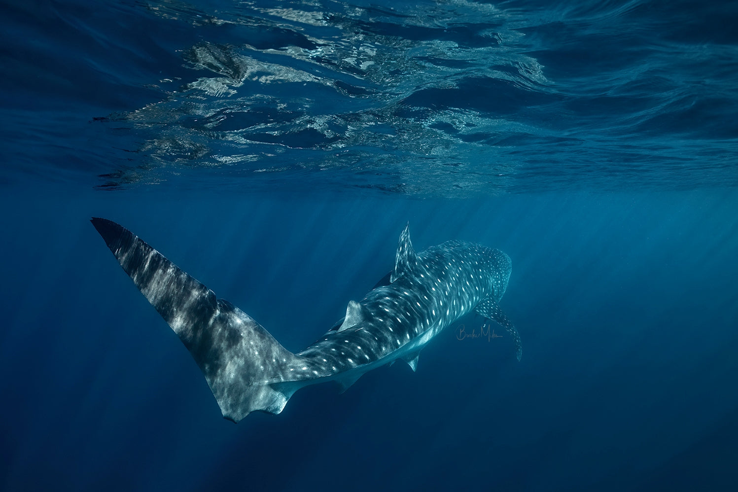 Smooth Operator - Whale Shark Print