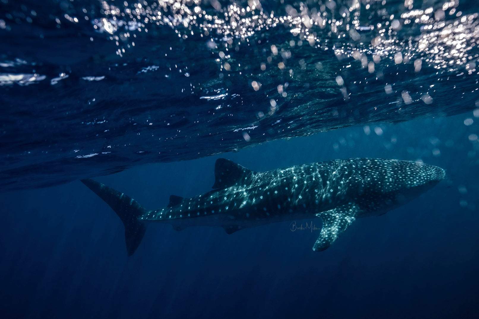 Spot - Whale Shark Print