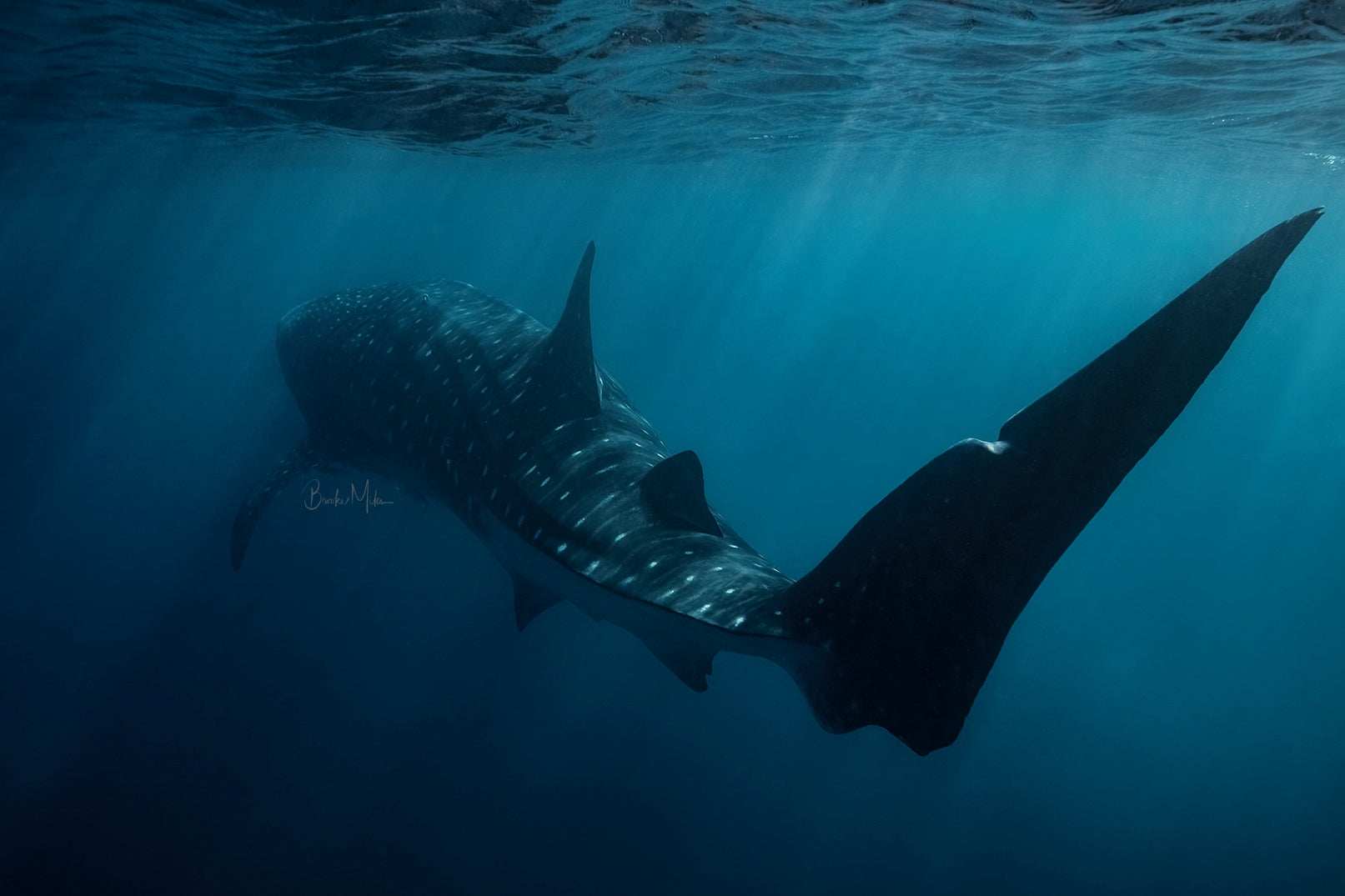 Wicked - Whale Shark Print
