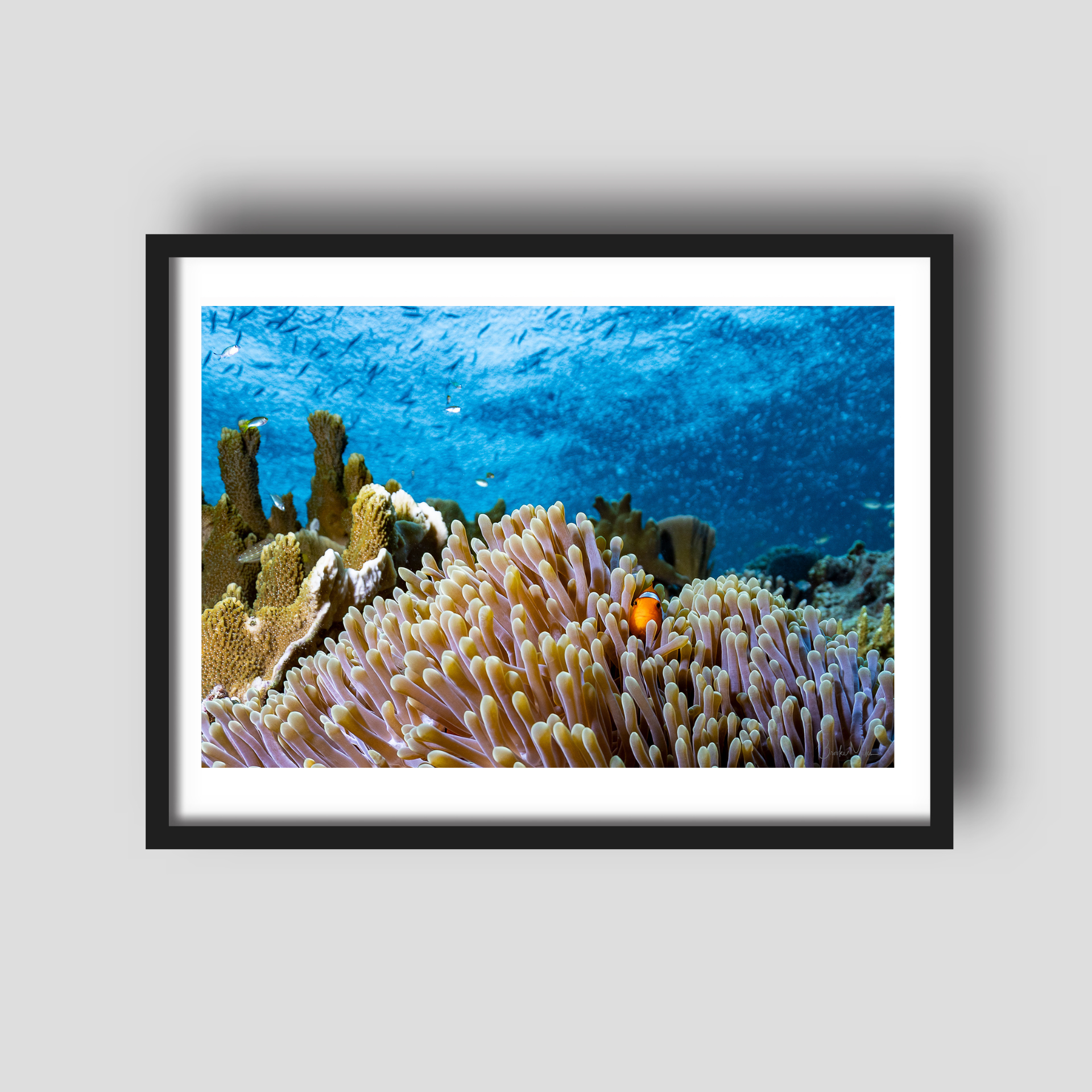Watchful Eye - Underwater Reef Print