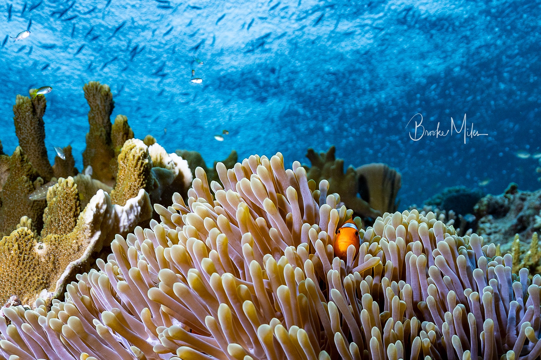 Watchful Eye - Underwater Reef Print