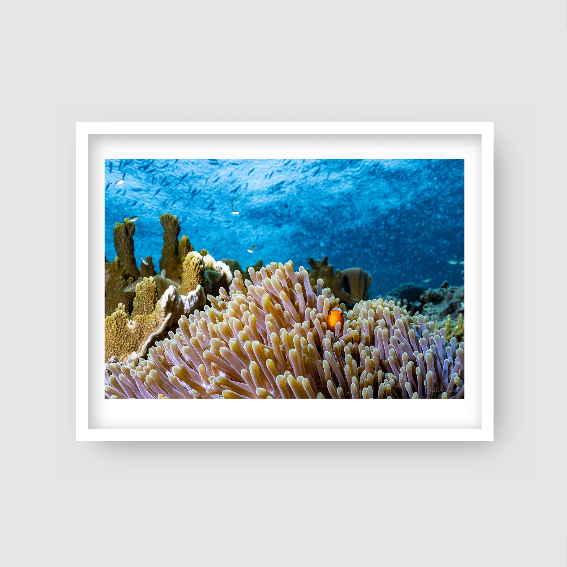 Watchful Eye - Underwater Reef Print