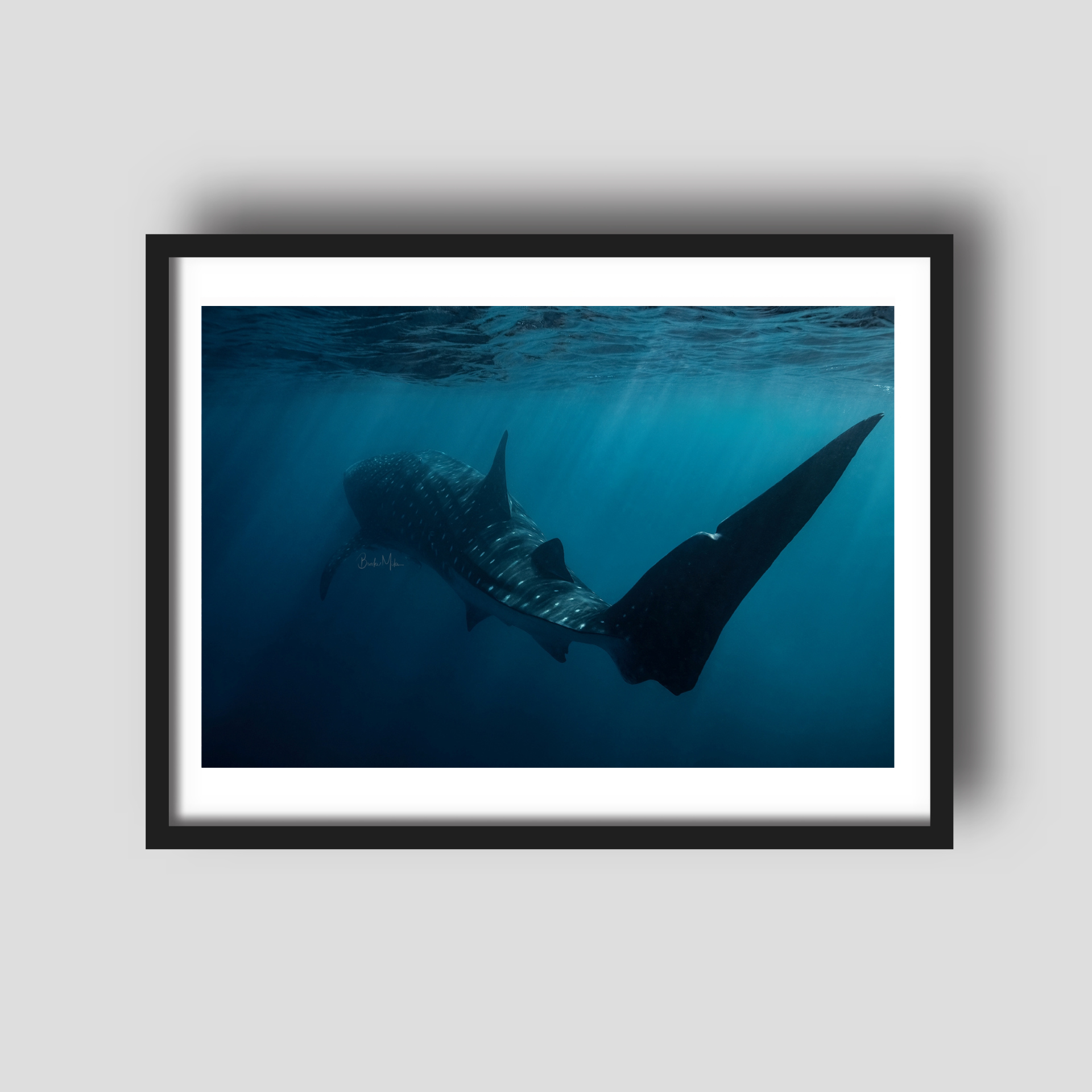 Wicked - Whale Shark Print