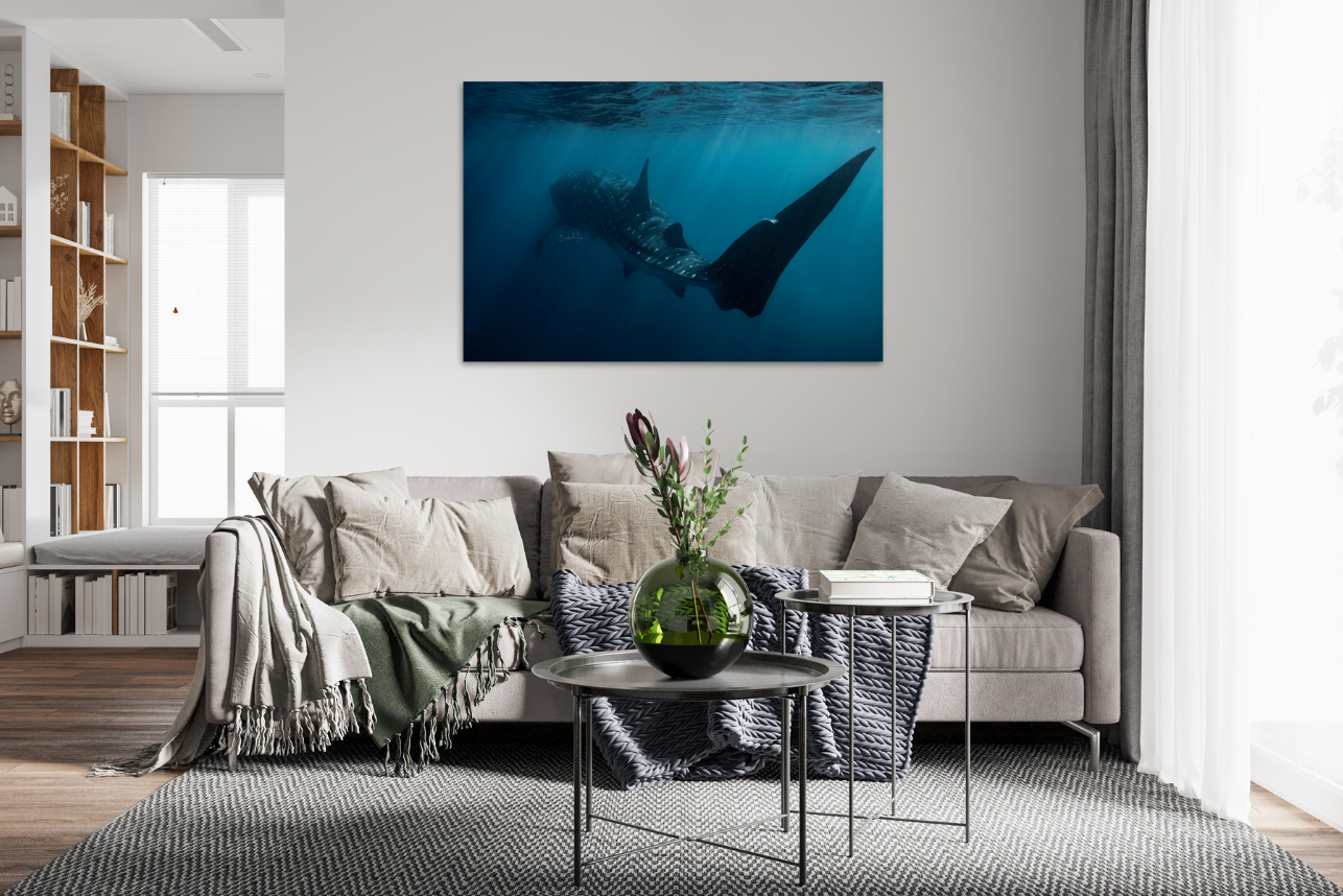 Wicked - Whale Shark Print