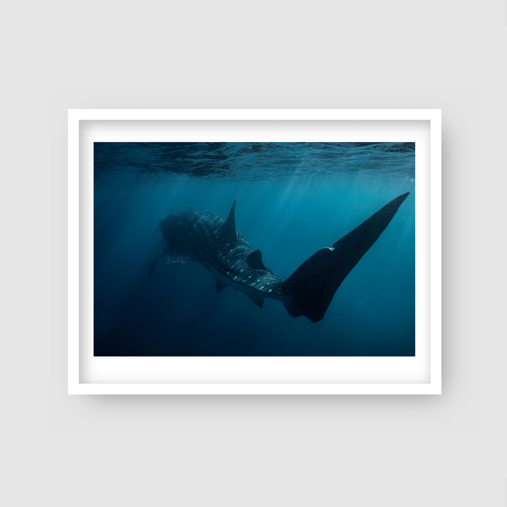 Wicked - Whale Shark Print